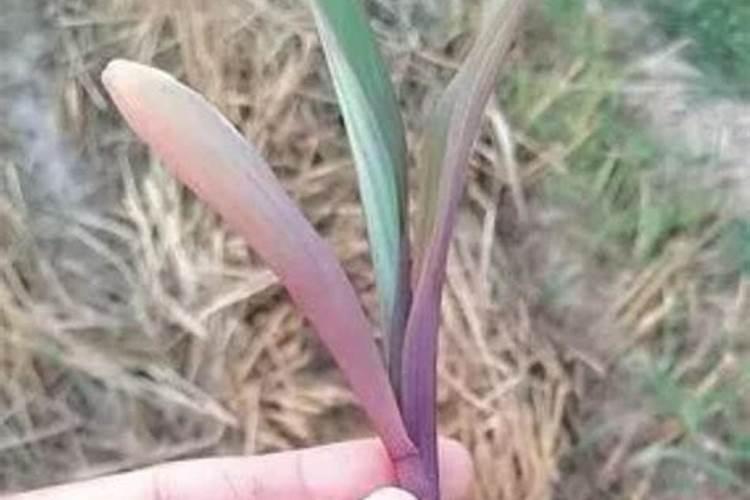 农业种植龙头股