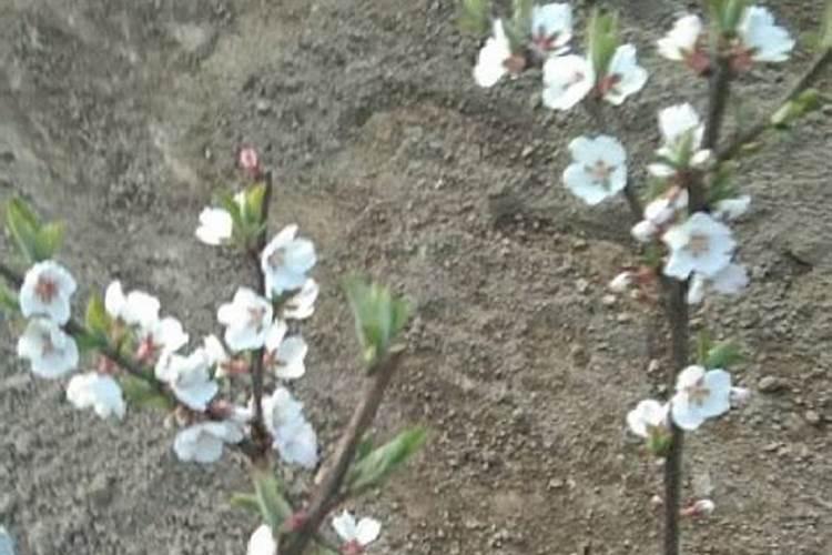 种芋头可以用草木灰吗