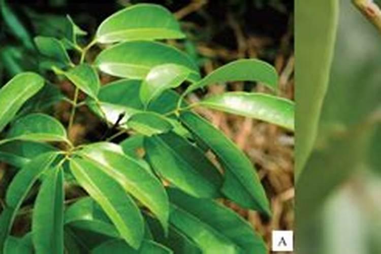 荔枝梢期可以喷氨基酸叶面肥吗