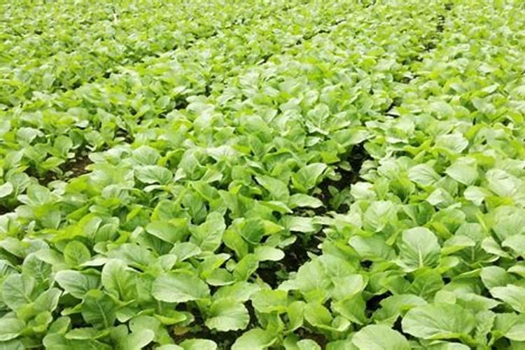 葡萄开花前施什么肥料最好