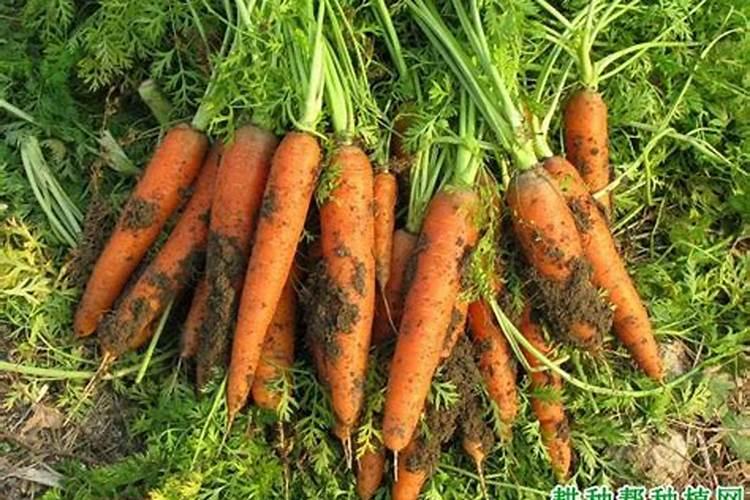 胡萝卜种植施肥与浇水方法(胡萝卜种植后什么时间浇水好)