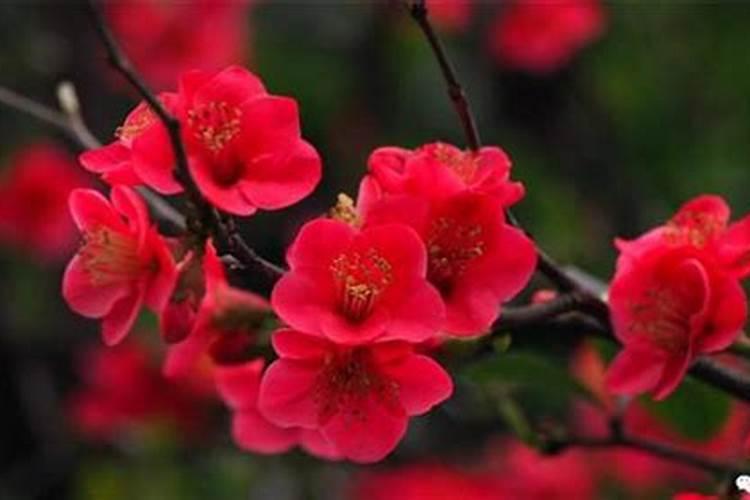 有机钾肥有哪些 有机钾肥对植物有什么作用