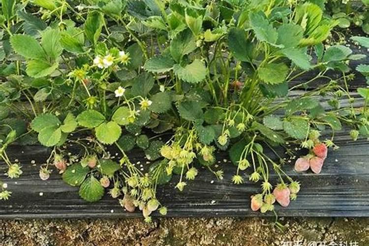 草莓苗种植多久能施肥怎么施肥才能使草莓长势好