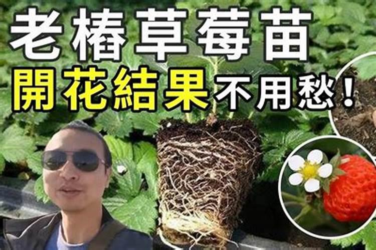 草莓花期能打叶面肥吗