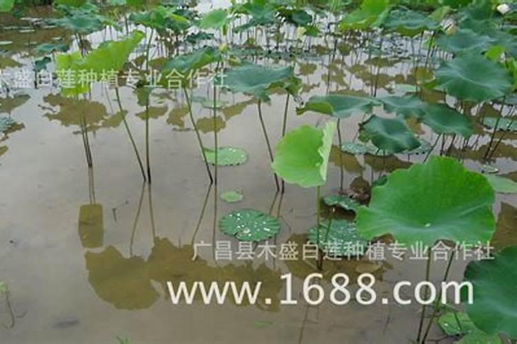 莲蓬旺长可以化调吗？百度问一问