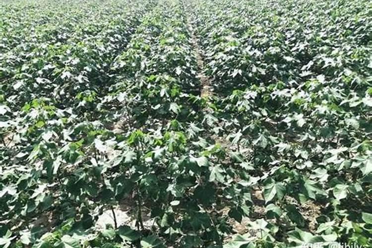 请问请问？新疆棉花基肥施肥是什么肥？