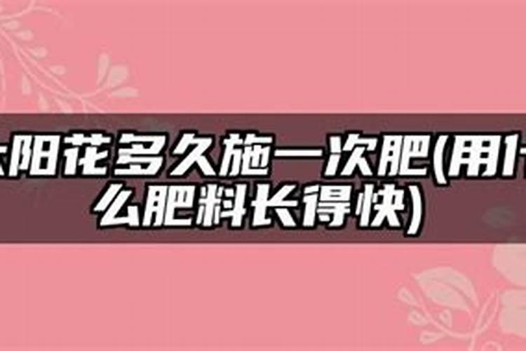 太阳花怎么种植长得快
