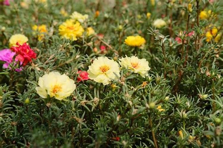 太阳花夏季如何施肥花开满枝头