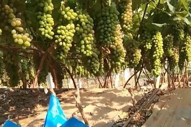 一喷雾器30斤水加多少尿素和磷酸二氢钾