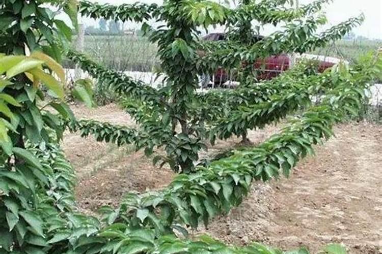 秋季大樱桃树盛果期施肥的方法 樱桃应该怎么施肥