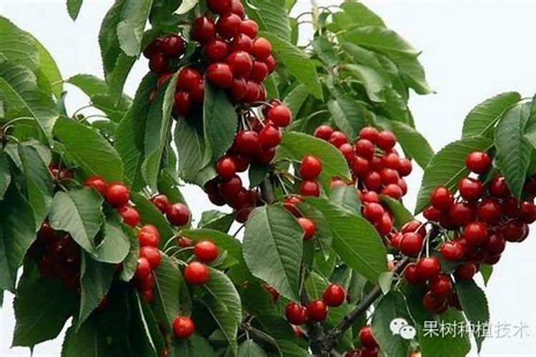 樱桃树施什么肥好