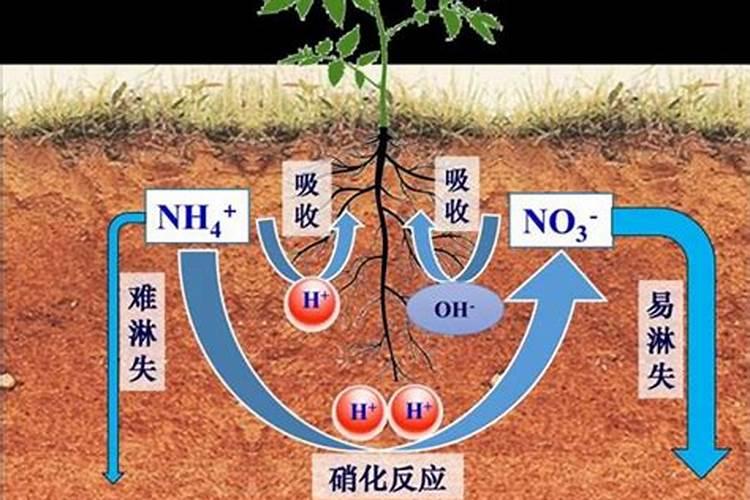 氮肥过多如何补救