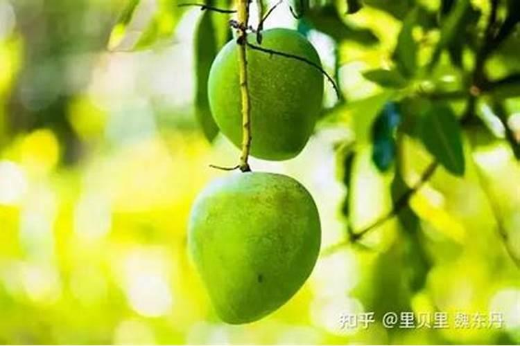 雨季施肥方法和注意事项 雨季施肥方法和注意事项有什么