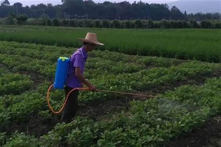 大棚番茄最全冬季施肥方案