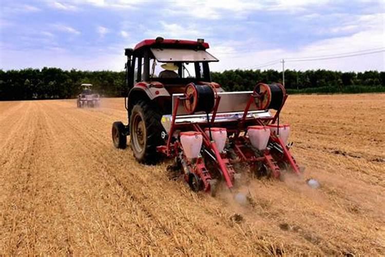 大棚番茄生长阶段施肥注意事项