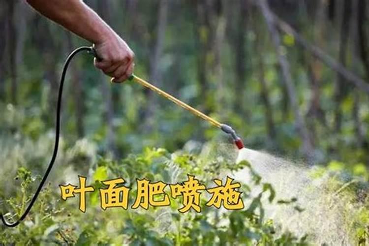 无花果用什么肥料