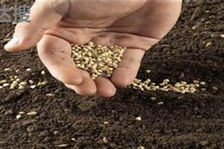 鄂中复合肥全国排名第几