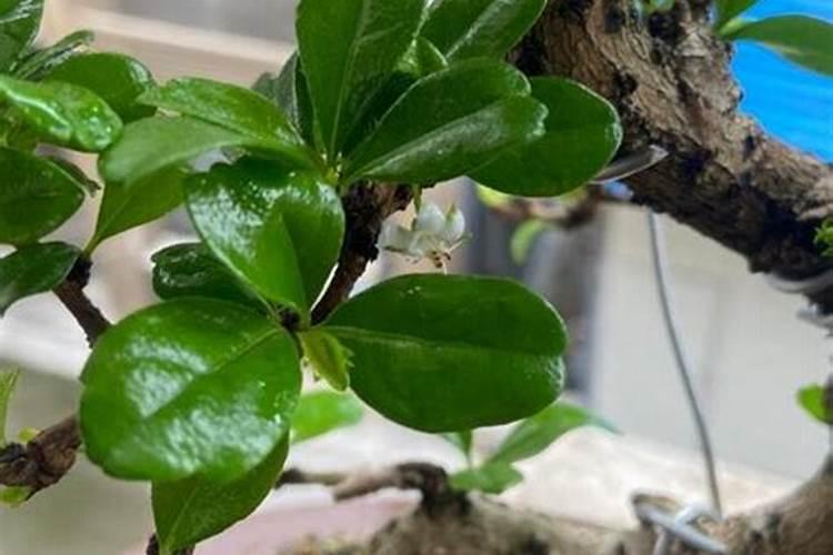 氟硅唑效果和用途,氟硅唑不能配什么药,使用禁忌