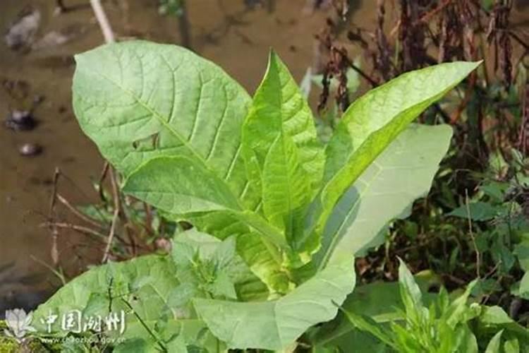 磷酸二氢钾叶面肥喷施的用量