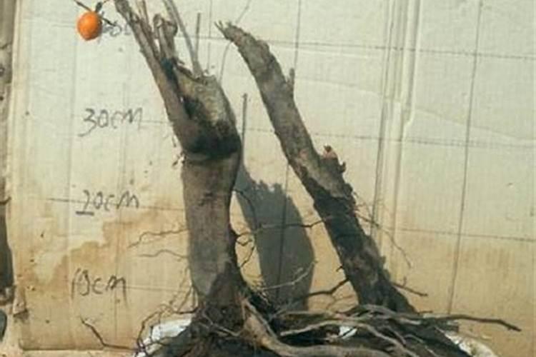 水葫芦最高耐受温度在水里是多少度