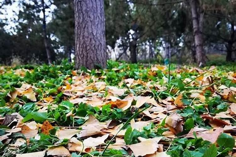 月季花怎么施肥月季花施什么肥好