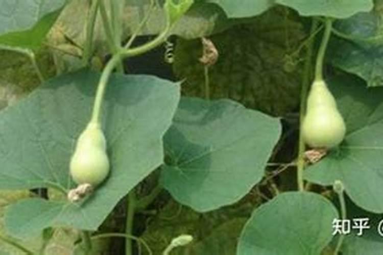 水库什么时候开闸放水