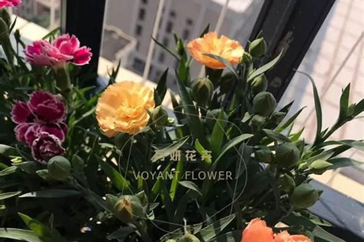 康乃馨施什么肥好