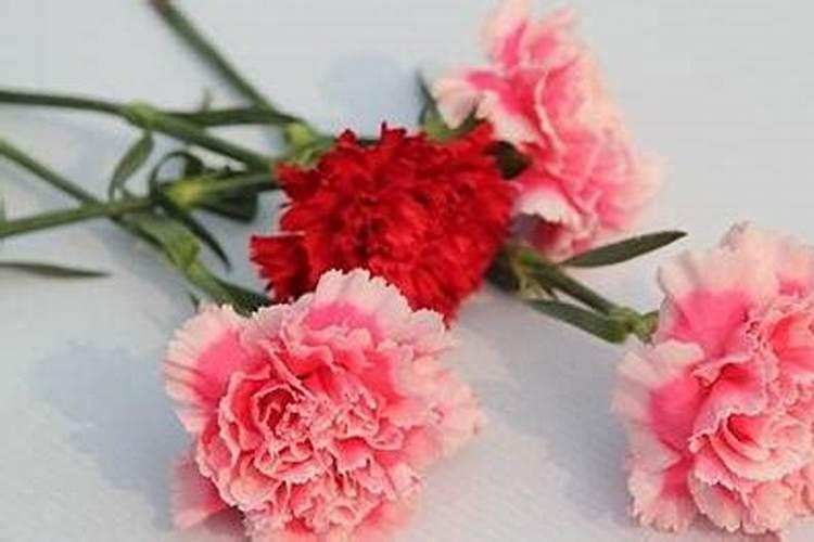 康乃馨用什么肥料