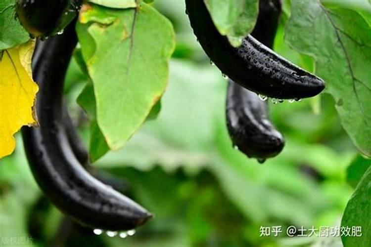 葡萄上能用叶面肥吗？