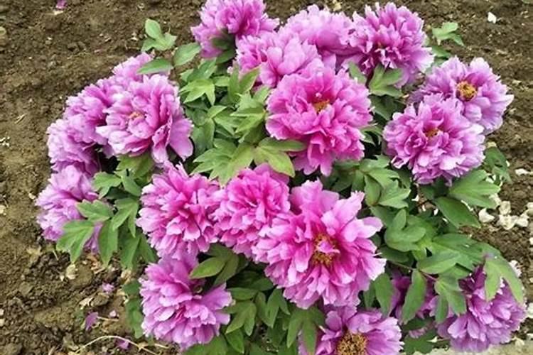 芍药花施什么肥合适