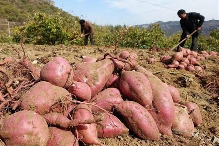 黄瓜用什么肥料产量高