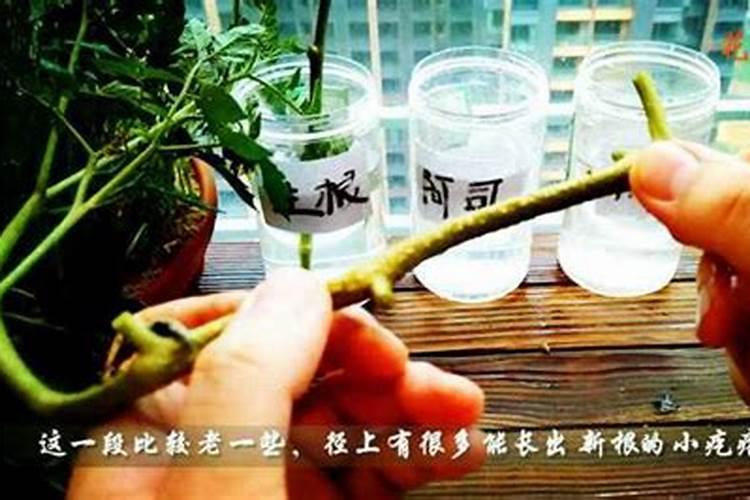 发酵水果皮属于氮肥吗