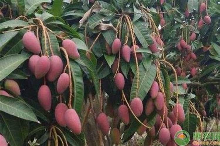 腐植酸肥料的使用方法有人知道吗？