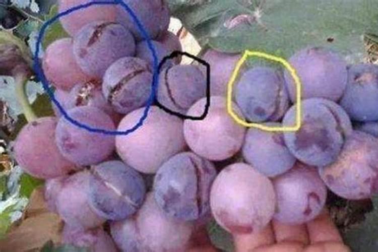 葡萄树底肥放什么肥好(底肥施用方法)