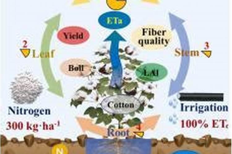 氮肥可以兑水浇花吗