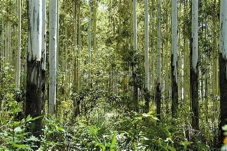 桉树一年施几次肥好