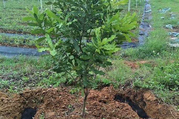 俄罗斯60钾肥肥料级和颗粒状哪个好