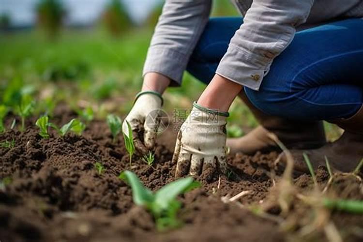 以色列进口肥料有哪些