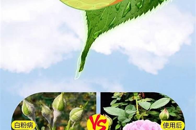 花卉根腐病用什么药灌根