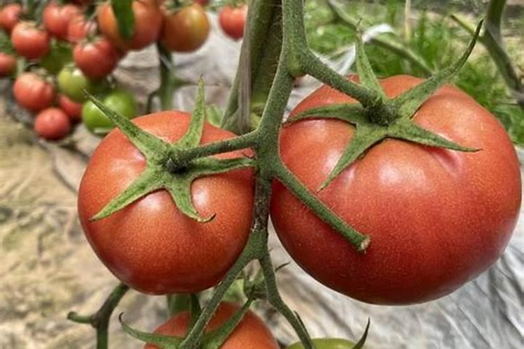 冲施红糖有生根效果吗 冲施红糖对植物的作用