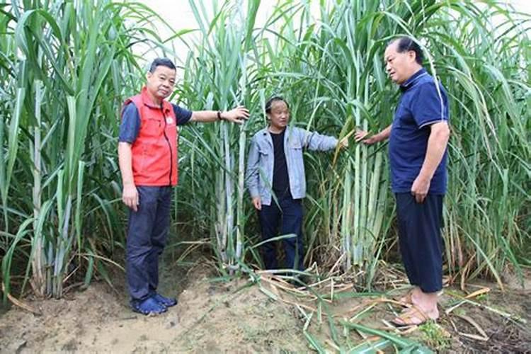 甘蔗施什么肥料长的粗大