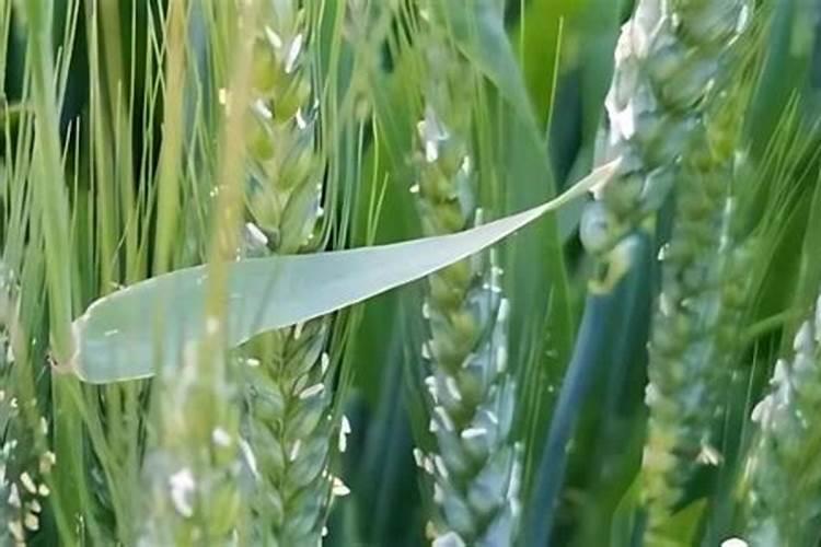 腐殖酸的性质与用途