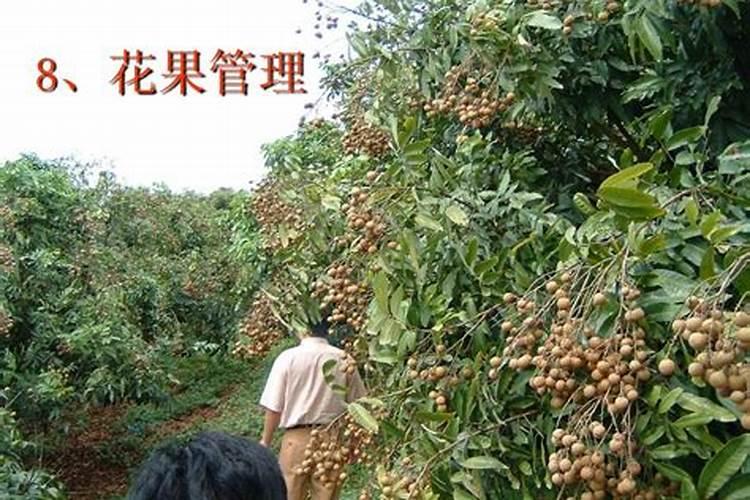 在荔枝花期上使用龙眼丰产素和乙烯利同时使用可以吗？
