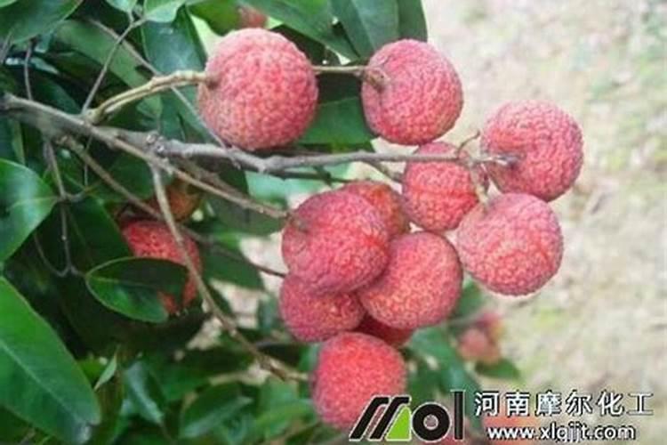 龙眼喷什么叶面肥果子大个