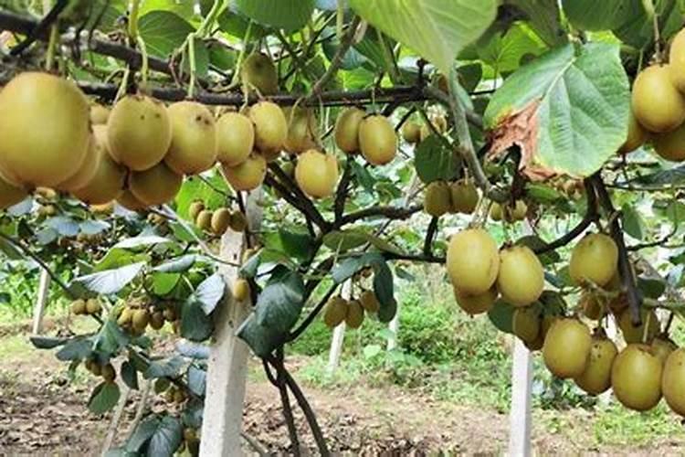 含氮高的肥料有哪些