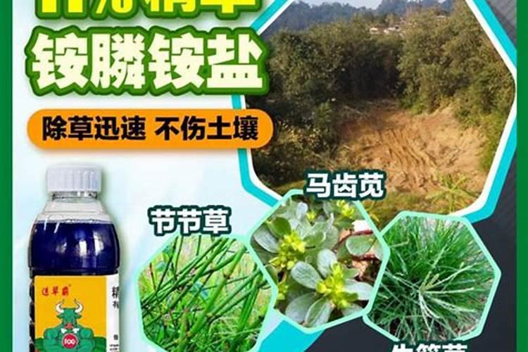 新装修的房子放什么植物可以吸收甲醛