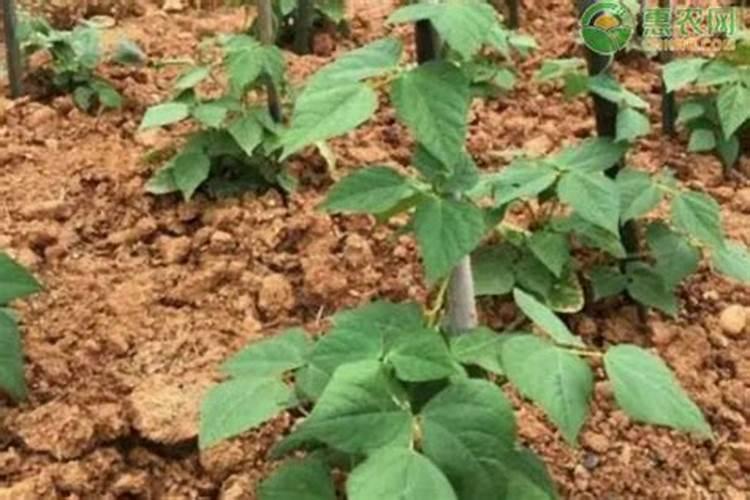 青豆怎么施肥 并且进行浇水施肥