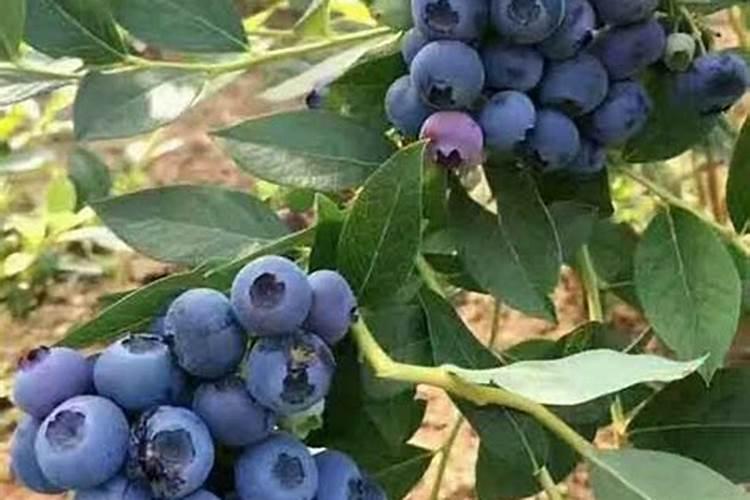 花生撒化肥的正确方法