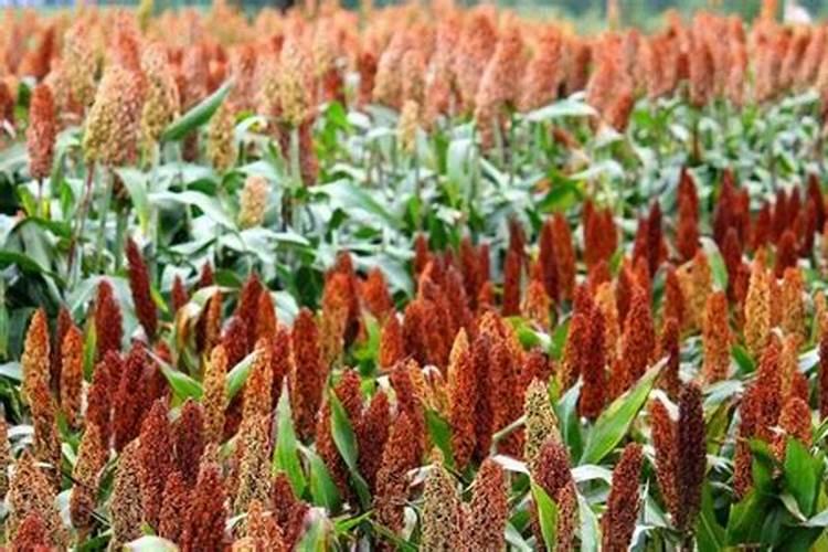 种高粱用什么化肥好 怎么施肥效果好