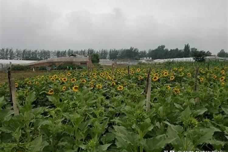 草坪施什么肥最好